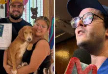 microchips para mascotas adoptadas mérida impulsa identificación única para perros y gatos