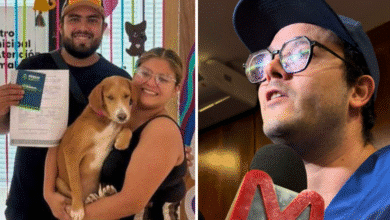 microchips para mascotas adoptadas mérida impulsa identificación única para perros y gatos