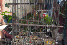 operativo contra tráfico de fauna en yucatán deja más de 100 ejemplares asegurados en mérida