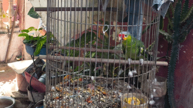 operativo contra tráfico de fauna en yucatán deja más de 100 ejemplares asegurados en mérida