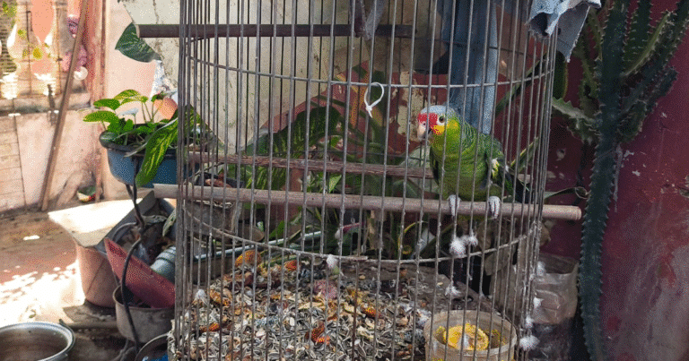 operativo contra tráfico de fauna en yucatán deja más de 100 ejemplares asegurados en mérida