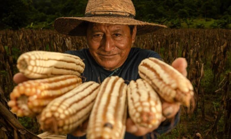 Paga AGRICULTURA más de 108 mdp a las y los productores de maíz blanco en Campeche