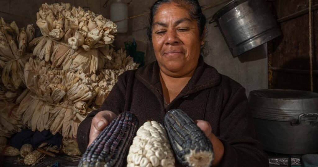 paga agricultura mas de 108 mdp a las y los productores de maiz blanco en campeche 33