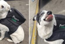 Perrita se vuelve viral por repartir comida y ayudar a un refugio de animales