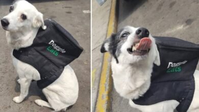 Perrita se vuelve viral por repartir comida y ayudar a un refugio de animales