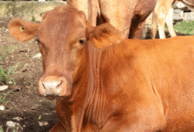 plan piloto contra el gusano barrenador da resultados en yucatá