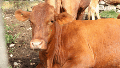 plan piloto contra el gusano barrenador da resultados en yucatá