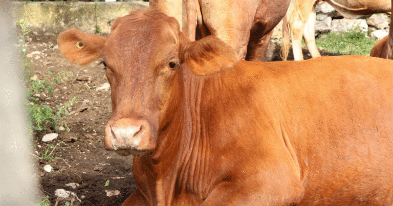 plan piloto contra el gusano barrenador da resultados en yucatá