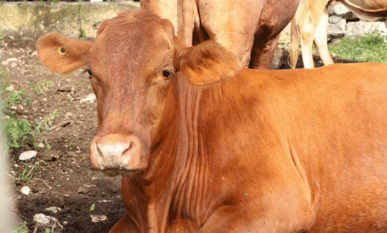 plan piloto contra el gusano barrenador da resultados en yucatá