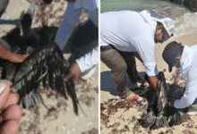 rescatan a pelícano enredado con anzuelos en playas de chelem