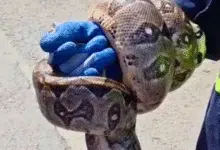 rescatan dos boas y un perrito de un predio acumulador en mérida