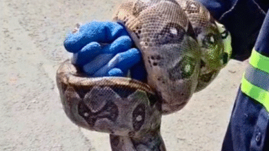 rescatan dos boas y un perrito de un predio acumulador en mérida