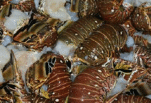 temporada de langosta en yucatán supera 700 toneladas y crece hasta 20%