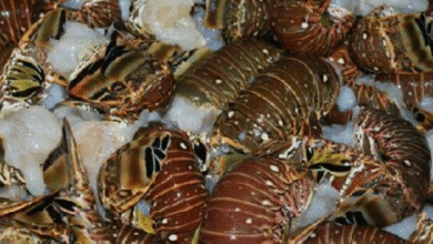 temporada de langosta en yucatán supera 700 toneladas y crece hasta 20%