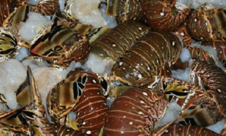 temporada de langosta en yucatán supera 700 toneladas y crece hasta 20%