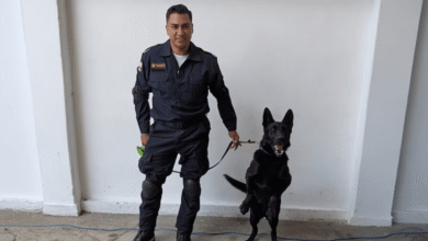 Togo, el perro rescatista que busca víctimas tras derrumbe en San Antonio Abad