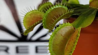 Aniversario de plantas carnívoras en Mérida: Green Hunter Plants celebra en La Mejorada (Foto de internet)