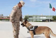 yucatán fortalece seguridad con nuevos binomios caninos para detección de explosivos