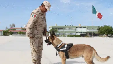 yucatán fortalece seguridad con nuevos binomios caninos para detección de explosivos