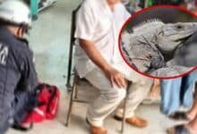 yucatán ¿se necesita vacuna si te muerde un tolok