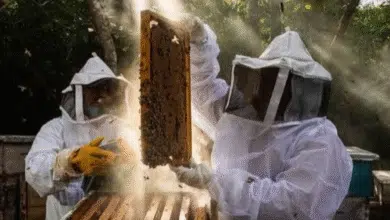¿qué está pasando con las abejas en yucatán esto dicen activistas