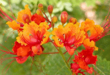 ¿quieres adoptar un árbol de chak sik’ iin en mérida esto necesitas