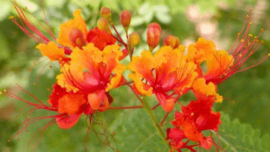 ¿quieres adoptar un árbol de chak sik’ iin en mérida esto necesitas