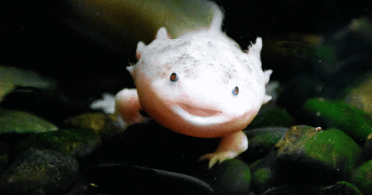 Ajolote mexicano aparece en Reino Unido el hallazgo que alerta sobre el abandono de especies exóticas