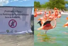 Blindan zonas de anidación de flamencos en Celestún tras polémica con influencer