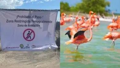 Blindan zonas de anidación de flamencos en Celestún tras polémica con influencer