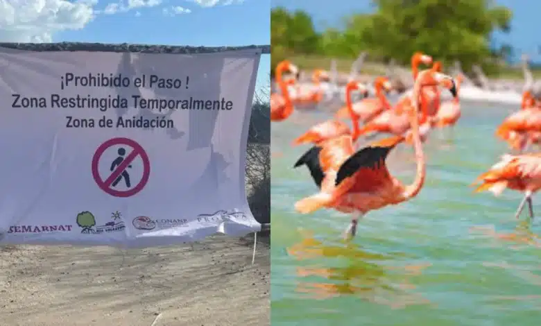 Blindan zonas de anidación de flamencos en Celestún tras polémica con influencer