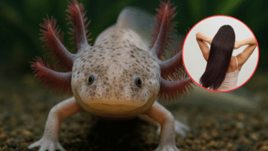 Cabello humano ayuda a salvar al ajolote en Xochimilco la innovadora técnica que limpia los canales