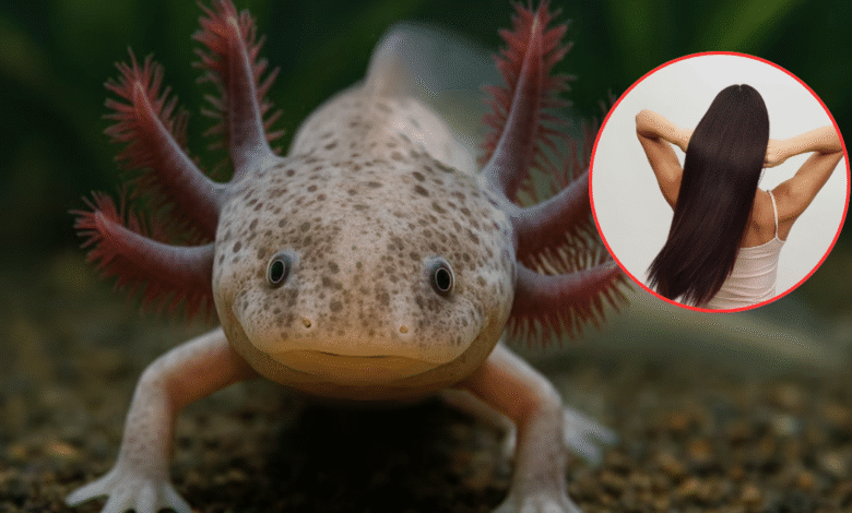 Cabello humano ayuda a salvar al ajolote en Xochimilco la innovadora técnica que limpia los canales