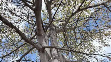 Ceiba “nevando” en Yucatán: pelusas de primavera anuncian calor y ciclo natural