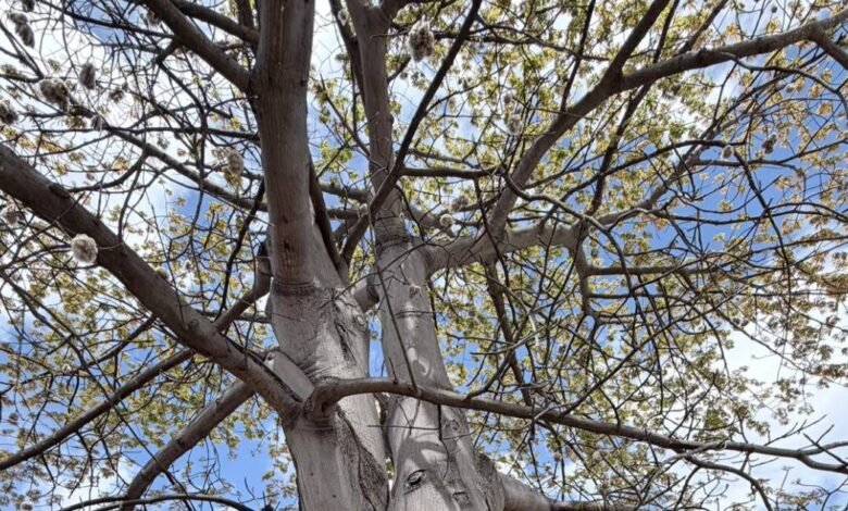 Ceiba “nevando” en Yucatán: pelusas de primavera anuncian calor y ciclo natural