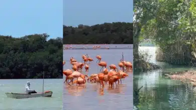 Alcalde de Celestún niega venta irregular de terrenos en zonas protegidas