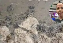 Descartan afectaciones a la pesca por mancha de hidrocarburo en costas de Yucatán