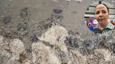 Descartan afectaciones a la pesca por mancha de hidrocarburo en costas de Yucatán