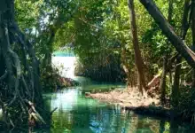 día de la tierra en yucatán cuidar la riqueza natural, una tarea urgente y posible