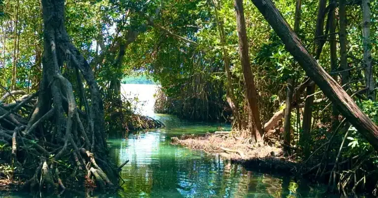 día de la tierra en yucatán cuidar la riqueza natural, una tarea urgente y posible