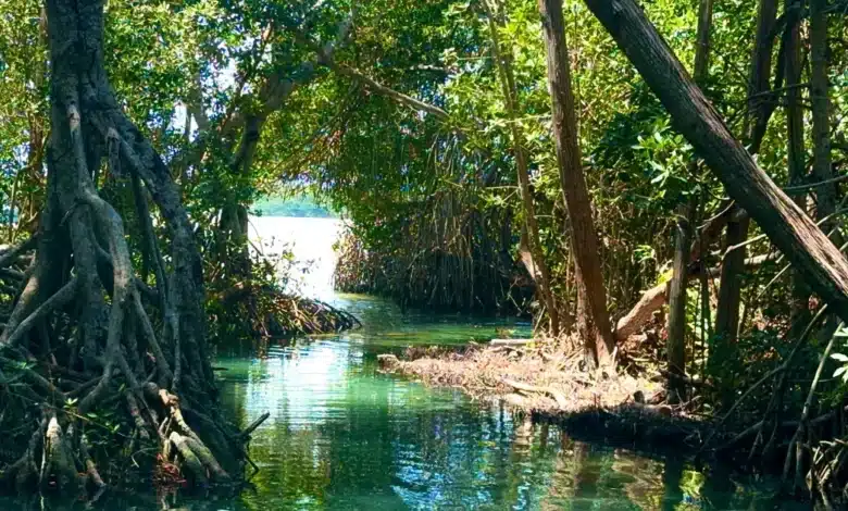 día de la tierra en yucatán cuidar la riqueza natural, una tarea urgente y posible