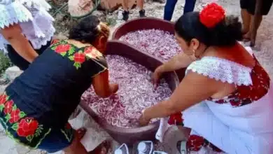 dzan cebolla en chumayel tradición que marca el inicio de las fiestas al santo cristo de la transfiguración