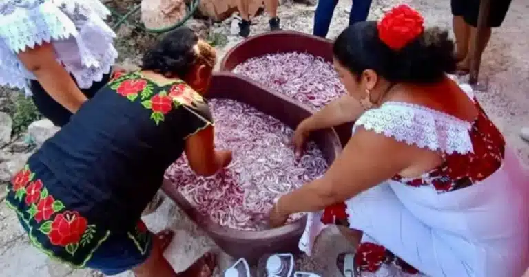 dzan cebolla en chumayel tradición que marca el inicio de las fiestas al santo cristo de la transfiguración