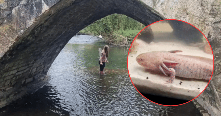 Niña de 10 años descubrió un ajolote en el puente Dipping Bridge (Foto de internet)