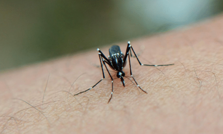 Dengue a la baja en Yucatán durante 2026 (Foto de internet)
