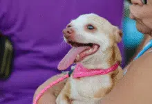 Prevén campaña de esterilización en Caucel (Foto de internet)