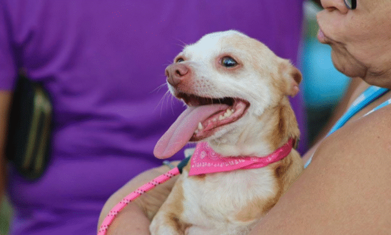 Prevén campaña de esterilización en Caucel (Foto de internet)