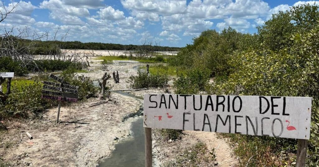 habitantes de sisal refuerzan llamado a la conciencia ambiental (1)