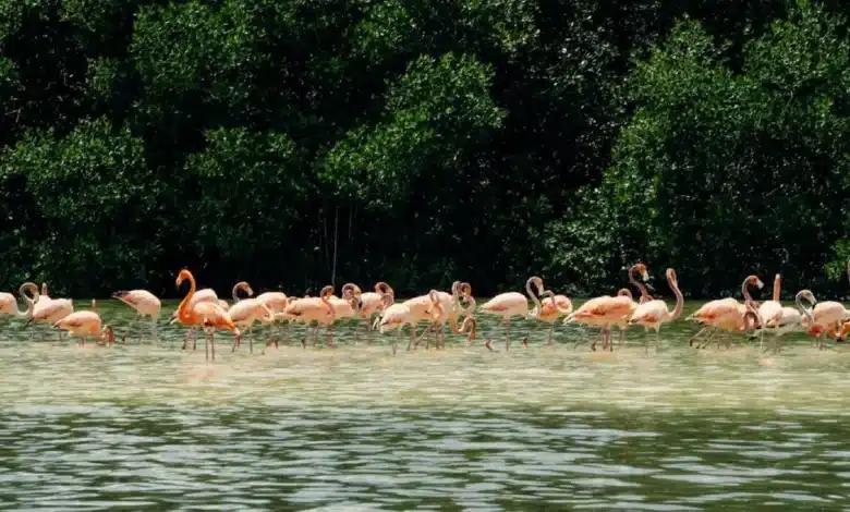 Habitantes de Sisal refuerzan llamado a la conciencia ambiental