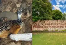 Histórico nacimiento de hocofaisán en zoológico La Reina de Tizimín impulsa la conservación